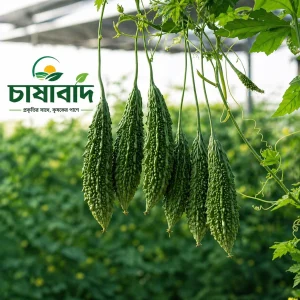 দেশী গজ করলা